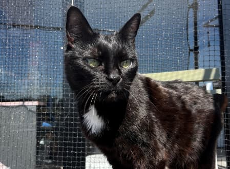 Polly - Domestic Shorthair available for adoption in Sydney