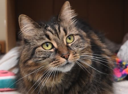 Marama - Domestic Medium Hair cat available for adoption at Cat Protection Society of NSW in Sydney