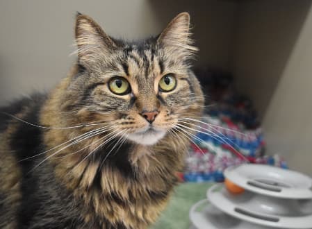 Marama - Domestic Medium Hair cat available for adoption in Sydney