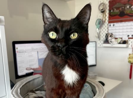 Polly - Domestic Shorthair cat available for adoption at Cat Protection Society of NSW in Sydney