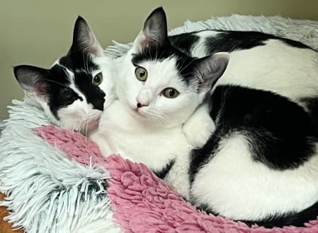 Bessie & Francis - Domestic Shorthair cat available for adoption at Cat Protection Society of NSW in Sydney