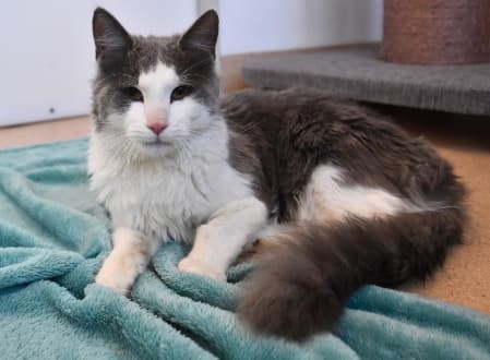 Callisto - Domestic Medium Hair cat available for adoption at Cat Protection Society of NSW in Sydney