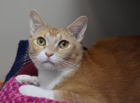Cinnabon - Domestic Shorthair cat available for adoption in Sydney