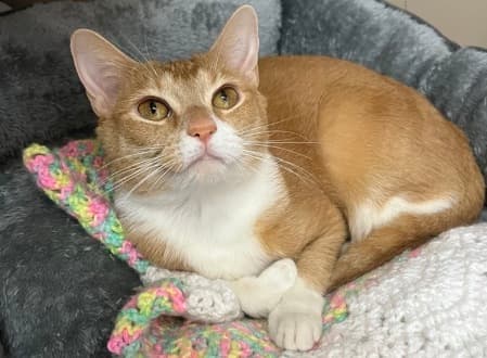 Cinnabon - Domestic Shorthair cat available for adoption at Cat Protection Society of NSW in Sydney