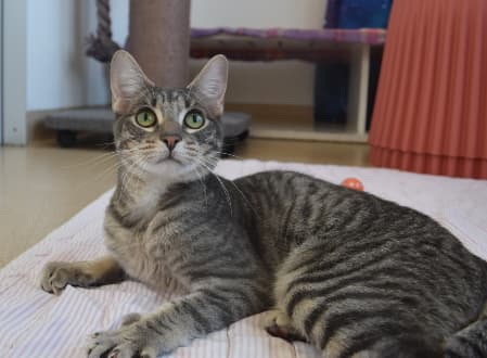 Dixon - Domestic Shorthair cat available for adoption in Sydney