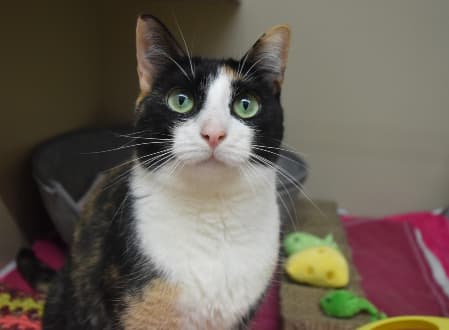 PomPom - Domestic Shorthair cat available for adoption in Sydney