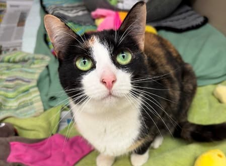 PomPom - Domestic Shorthair cat available for adoption at Cat Protection Society of NSW in Sydney