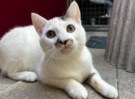 Arby - Domestic Shorthair cat available for adoption at Cat Protection Society of NSW in Sydney