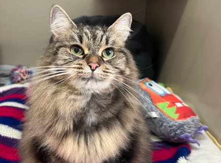 Bitsy - Domestic Medium Hair cat available for adoption at Cat Protection Society of NSW in Sydney