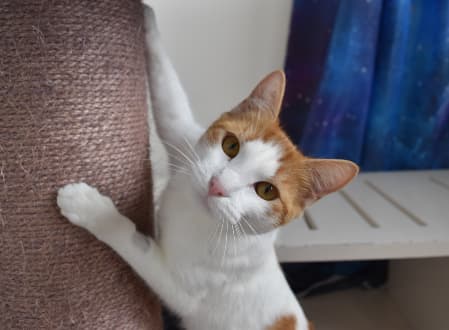 Cressida - Domestic Shorthair cat available for adoption at Cat Protection Society of NSW in Sydney