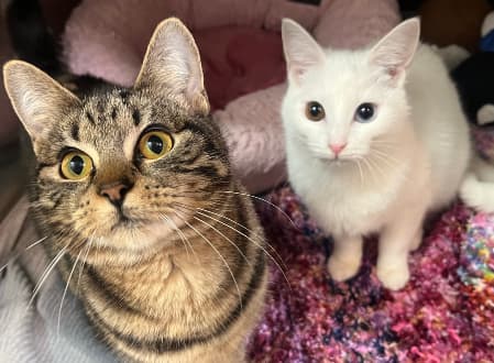 Teddy & Lola - Domestic Shorthair cat available for adoption in Sydney
