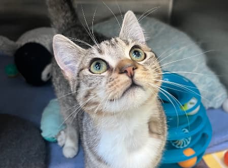 Squirrel - Domestic Shorthair cat available for adoption in Sydney