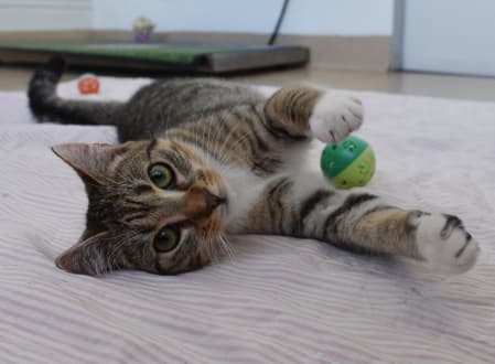 Squirrel - Domestic Shorthair cat available for adoption in Sydney