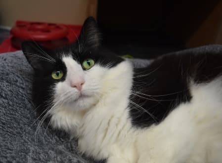 Tommy - Domestic Medium Hair cat available for adoption in Sydney