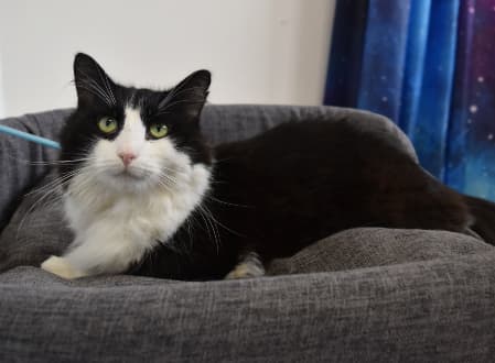 Tommy - Domestic Medium Hair cat available for adoption at Cat Protection Society of NSW in Sydney