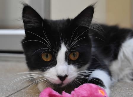 Augustus - Domestic Medium Hair cat available for adoption at Cat Protection Society of NSW in Sydney