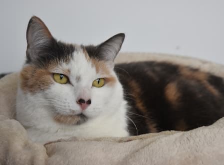 Bella - Domestic Shorthair cat available for adoption at Cat Protection Society of NSW in Sydney