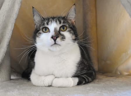 Cassius - Domestic Shorthair cat available for adoption at Cat Protection Society of NSW in Sydney
