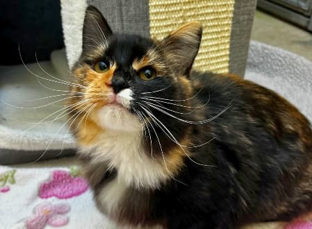 Cordelia - Domestic Shorthair cat available for adoption at Cat Protection Society of NSW in Sydney