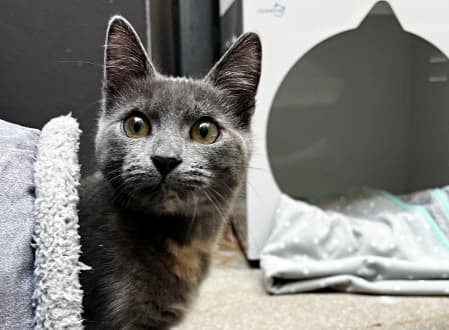 Jupiter - Domestic Shorthair cat available for adoption at Cat Protection Society of NSW in Sydney