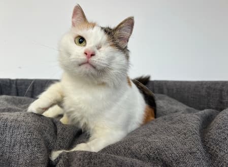 Leila - Domestic Medium Hair cat available for adoption at Cat Protection Society of NSW in Sydney