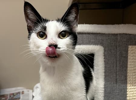 Nami - Domestic Shorthair available for adoption in Sydney