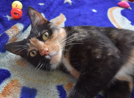 Persephone - Domestic Shorthair cat available for adoption at Cat Protection Society of NSW in Sydney