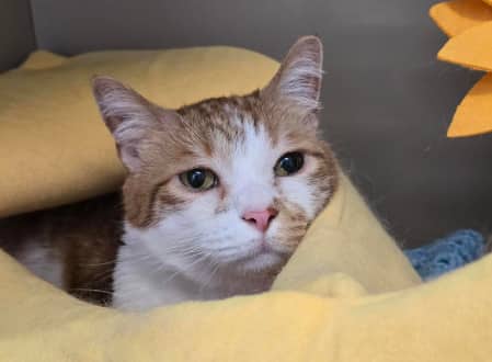 Charlie - Domestic Shorthair cat available for adoption at Cat Protection Society of NSW in Sydney
