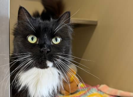 Fluffy Tail - Domestic Medium Hair cat available for adoption at Cat Protection Society of NSW in Sydney