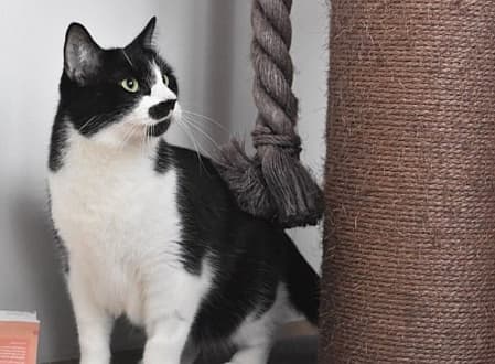 Monty - Domestic Shorthair cat available for adoption at Cat Protection Society of NSW in Sydney