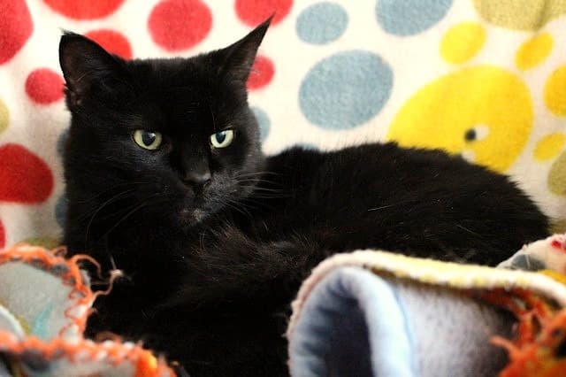 Lucy - Domestic Short Hair cat available for adoption in Christchurch