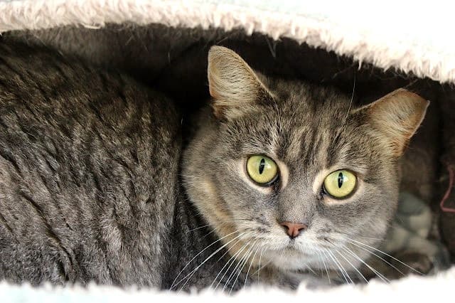 Ettie - Domestic Short Hair cat available for adoption in Christchurch