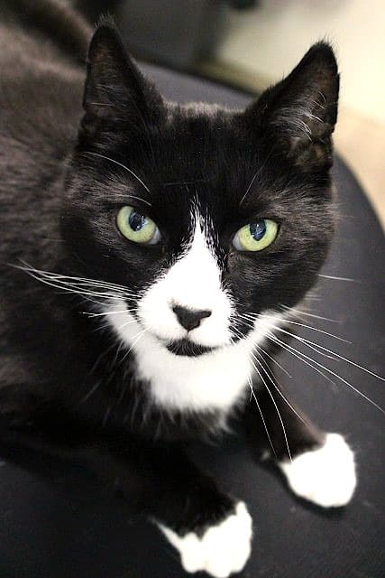 Monty - Domestic Short Hair cat available for adoption in Christchurch