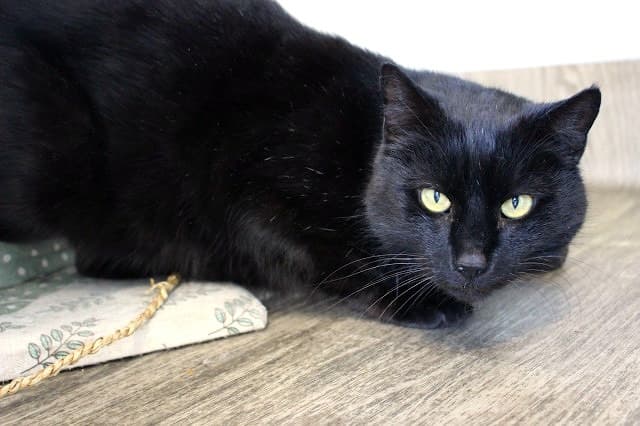 Seymour - Domestic Short Hair cat available for adoption in Christchurch