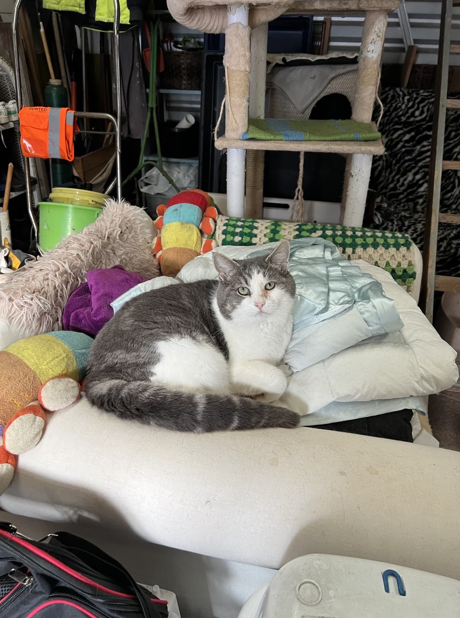 Agent Cooper - Domestic Short Hair cat available for adoption in Christchurch