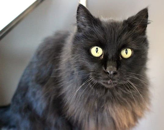 Bucket - Domestic Short Hair cat available for adoption in Christchurch