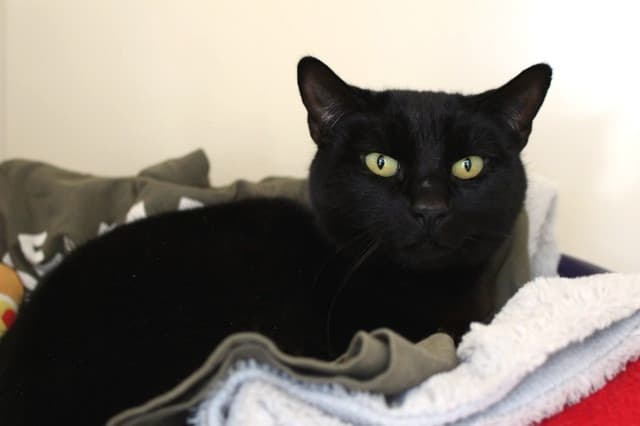 Frank - Domestic Short Hair cat available for adoption in Christchurch