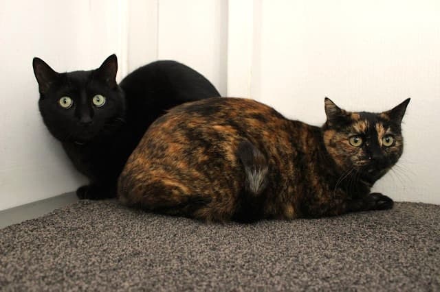 Minkie and Pumpkin - Domestic Short Hair cat available for adoption in Christchurch