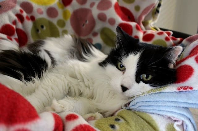 Lil Lady - Domestic Short Hair cat available for adoption at Cats Protection League Canterbury in Christchurch