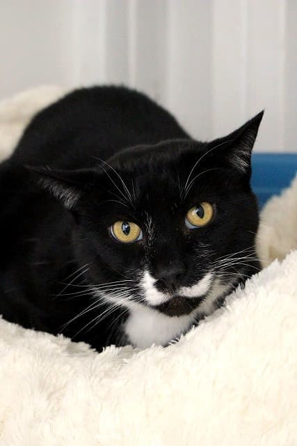 Charlie - Domestic Short Hair cat available for adoption at Cats Protection League Canterbury in Christchurch