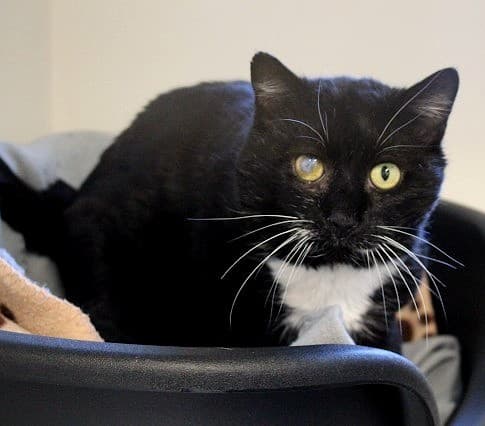 Fitzgerald - Domestic Short Hair cat available for adoption in Christchurch