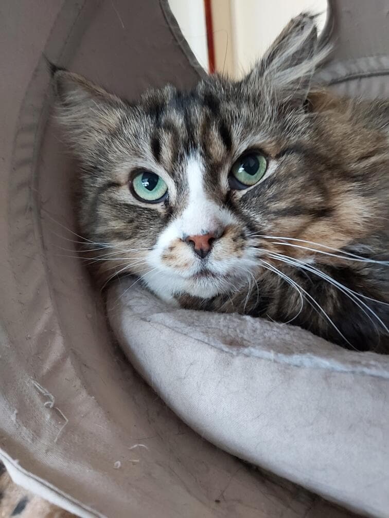 Enzo - Domestic Short Hair cat available for adoption at Cats Protection League Canterbury in Christchurch