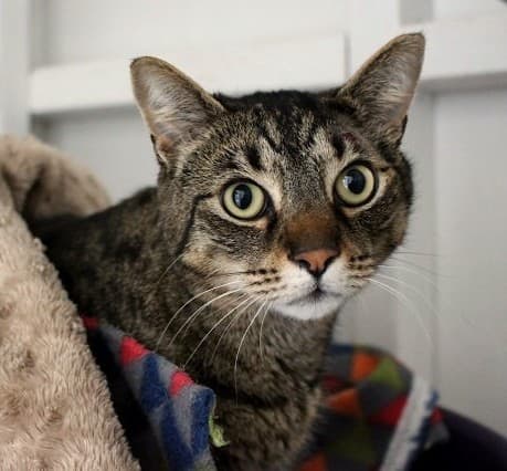Leo - Domestic Short Hair cat available for adoption at Cats Protection League Canterbury in Christchurch