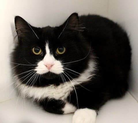 Daniel - Domestic Short Hair cat available for adoption at Cats Protection League Canterbury in Christchurch