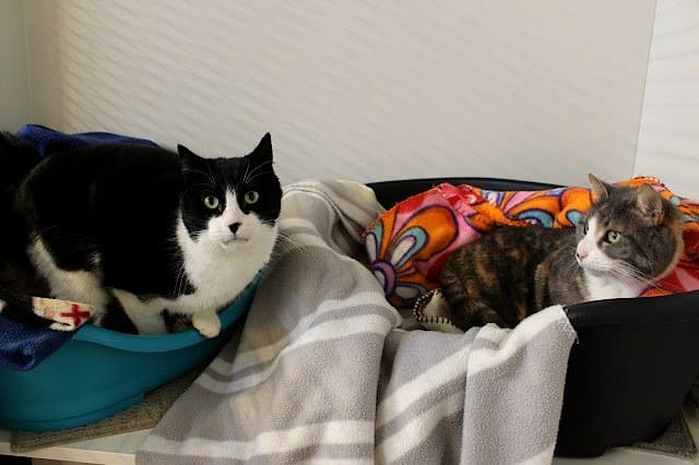 Max and Pebbles - Domestic Short Hair cat available for adoption at Cats Protection League Canterbury in Christchurch
