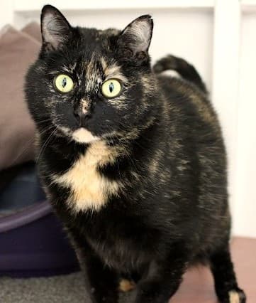 Missy Moo - Domestic Short Hair cat available for adoption at Cats Protection League Canterbury in Christchurch