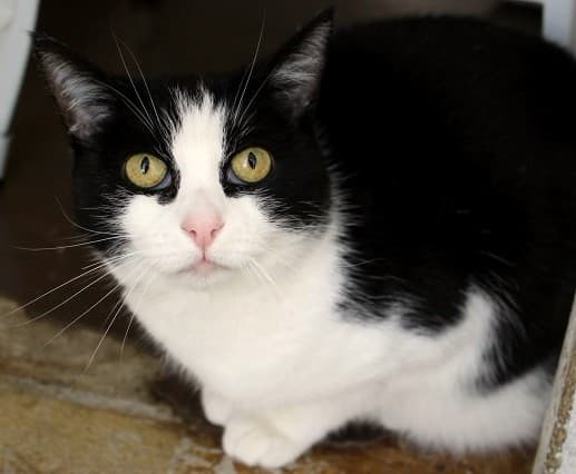 Luna - Domestic Short Hair cat available for adoption at Cats Protection League Canterbury in Christchurch