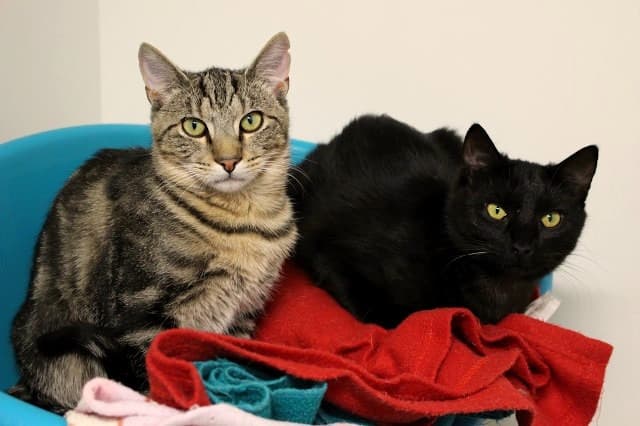 Jerry and Berry - Domestic Short Hair cat available for adoption at Cats Protection League Canterbury in Christchurch