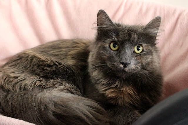 Clementine - Domestic Short Hair cat available for adoption at Cats Protection League Canterbury in Christchurch