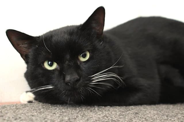 Tuxie - Domestic Short Hair cat available for adoption at Cats Protection League Canterbury in Christchurch